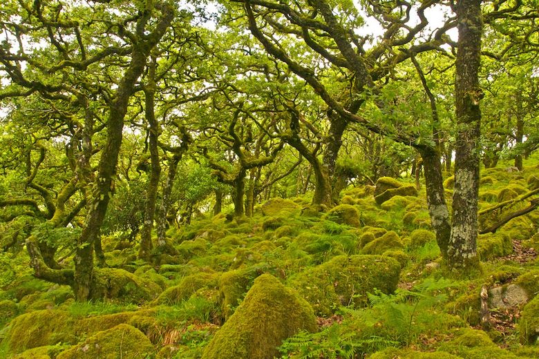 Wistman’s Wood