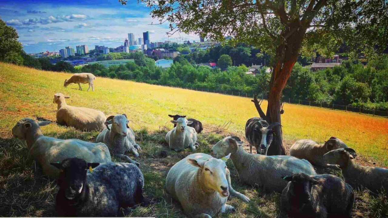 Meanwood Valley Urban Farm reviews are always positive