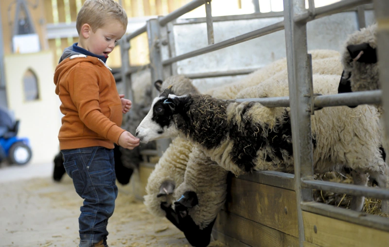 Barleylands Farm Park provides toddler birthday venues near me