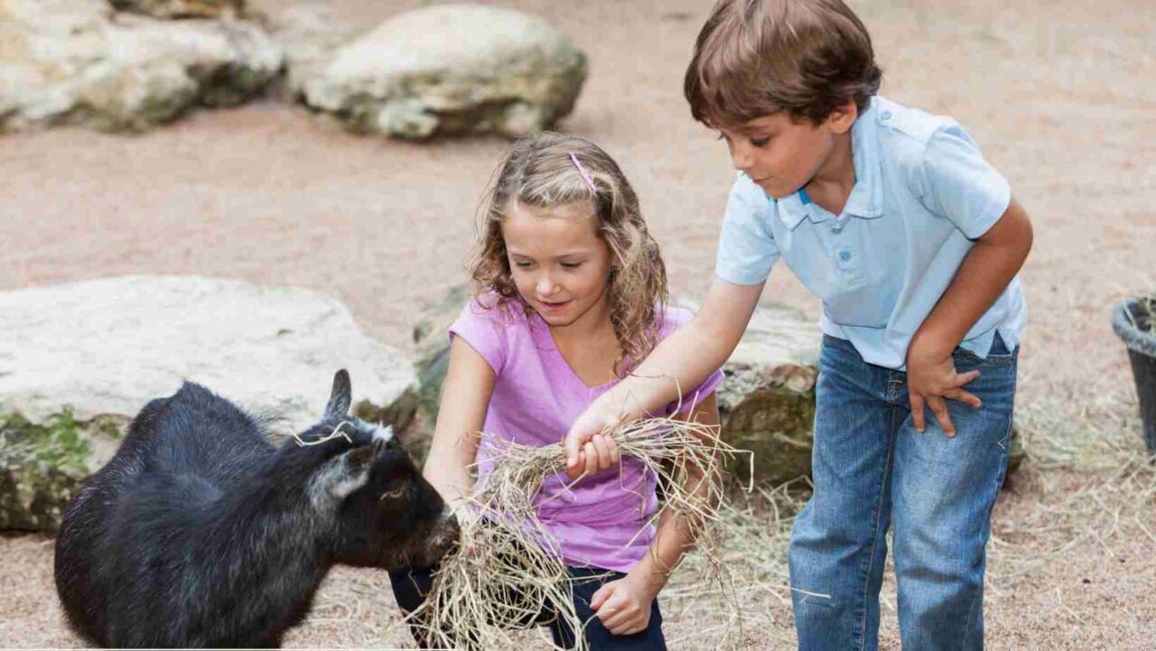 Cute animals make for an excellent kids' garden party idea