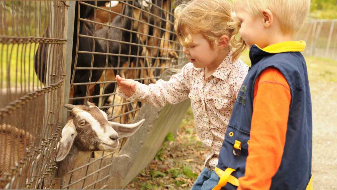 Hiring a petting zoo nearby is an excellent 2-year-old party idea