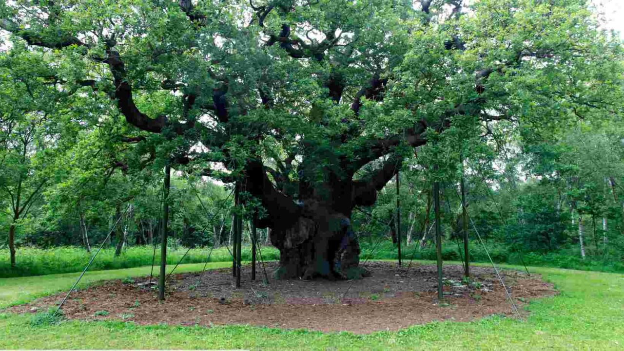 Visiting the Major Oak is a must-do Sherwood Forest activity.